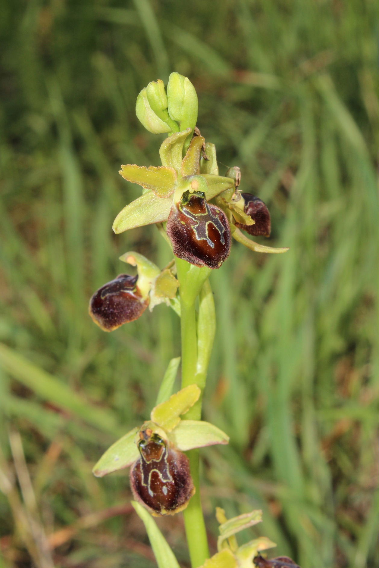 Per Orchidee lungo la piana del fiume Magra (SP)